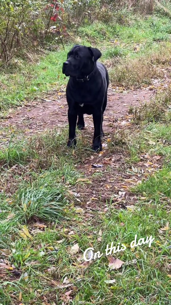 @Bigfoot Boerboels