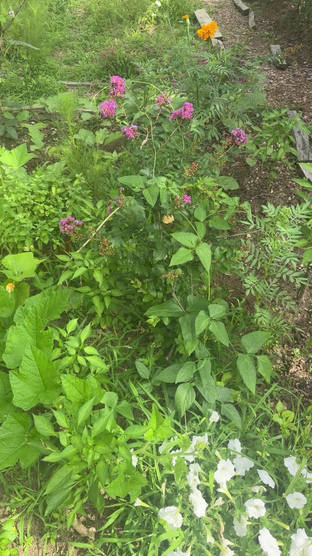 @regrownature