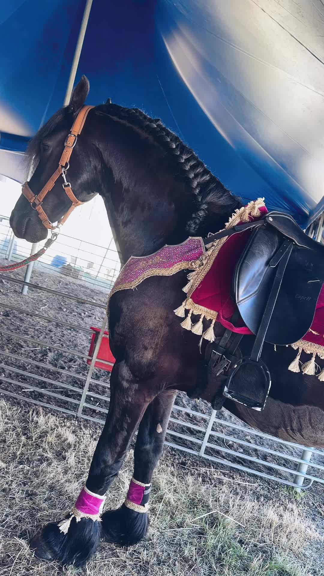 @Horses