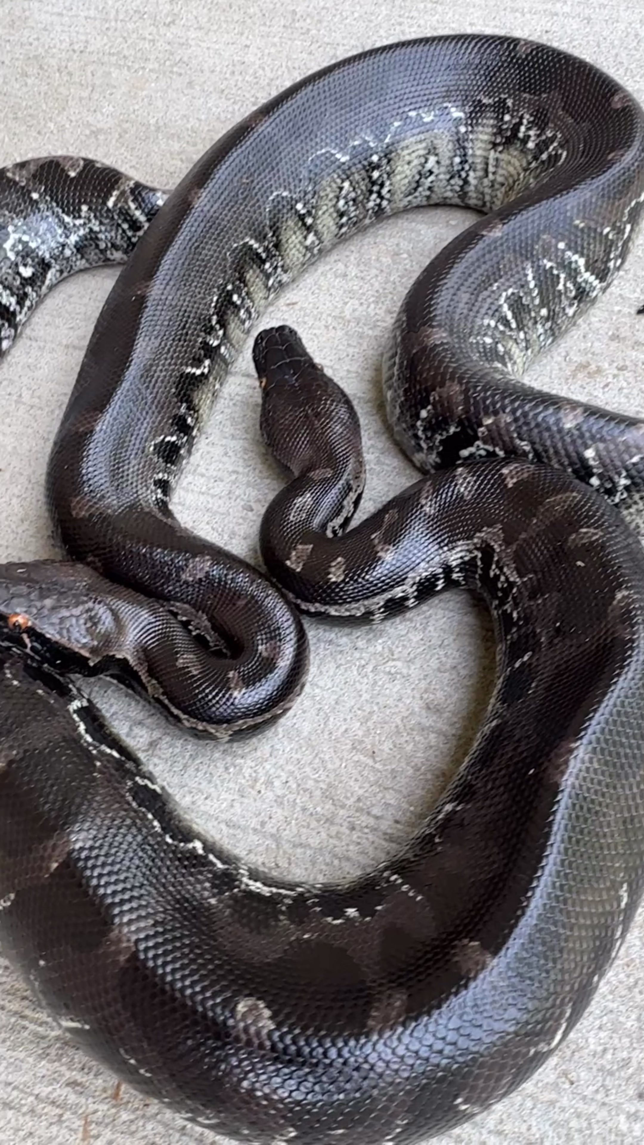 @Short-Tailed Pythons, LLC
