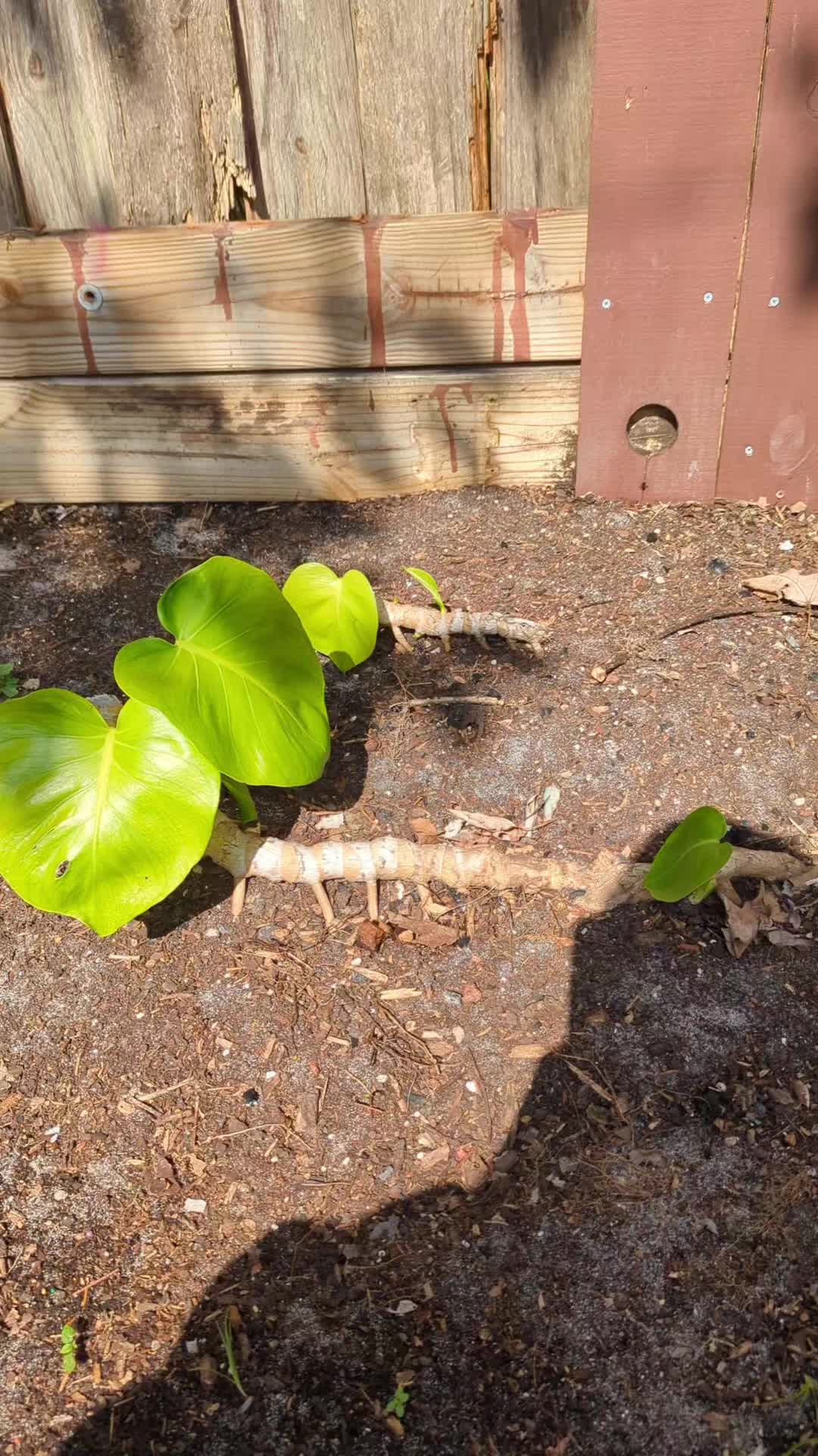@Monstera Man