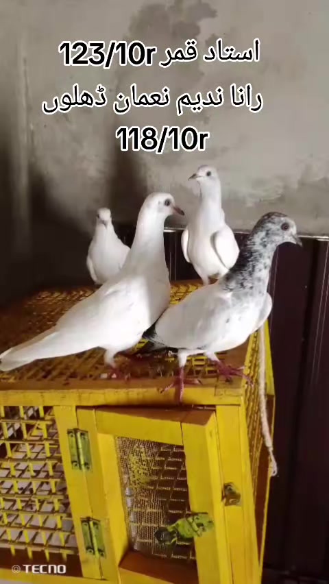 @🇵🇰ڈھلوں مسافر🇴🇲