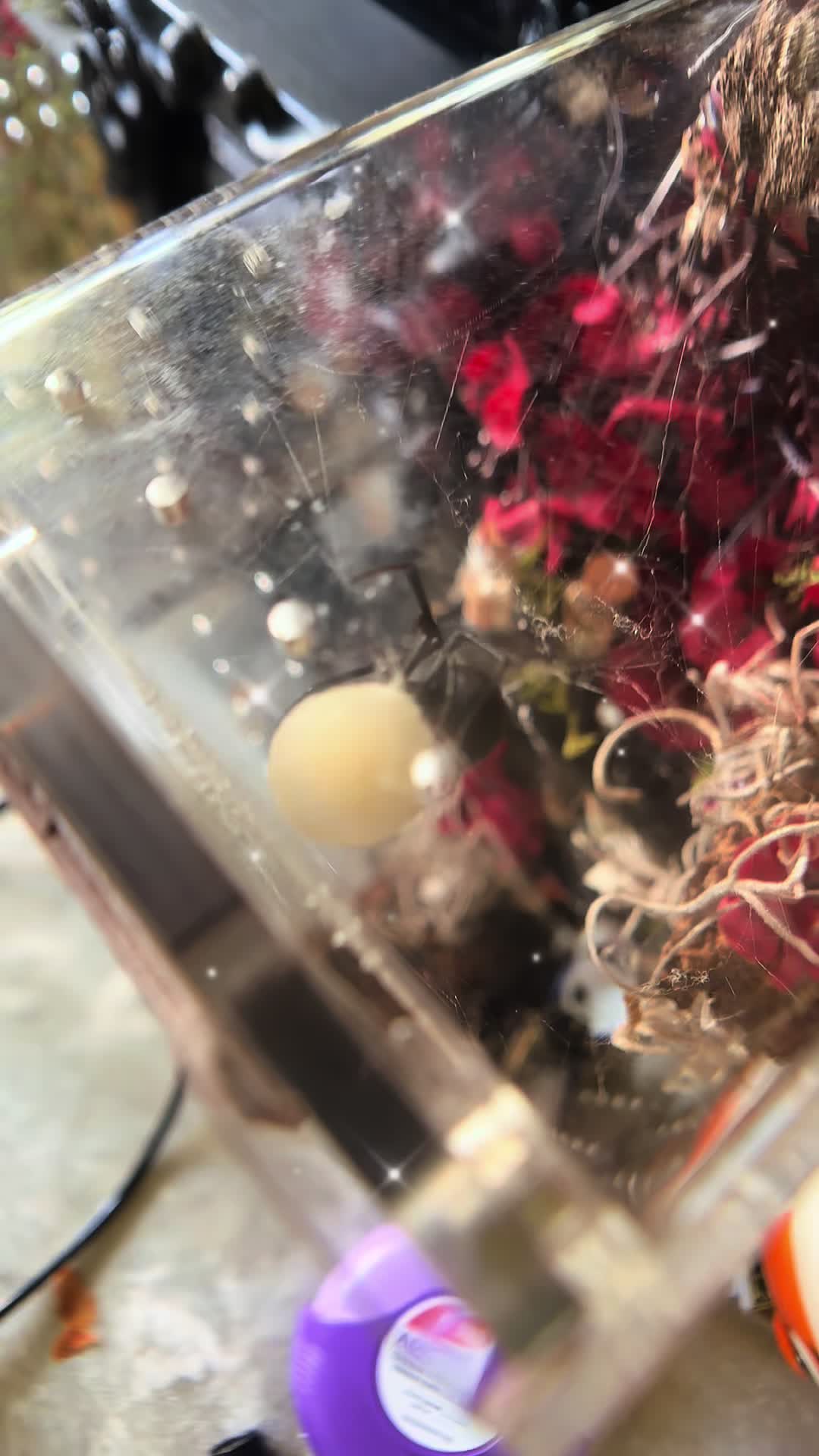 @🕯️Madame L&rsquo;s Art Oddities🕯️