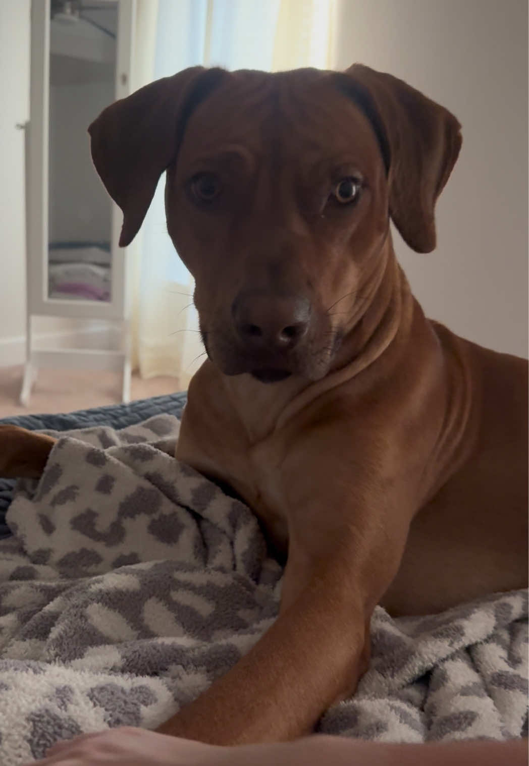 @Blue the Ridgeback