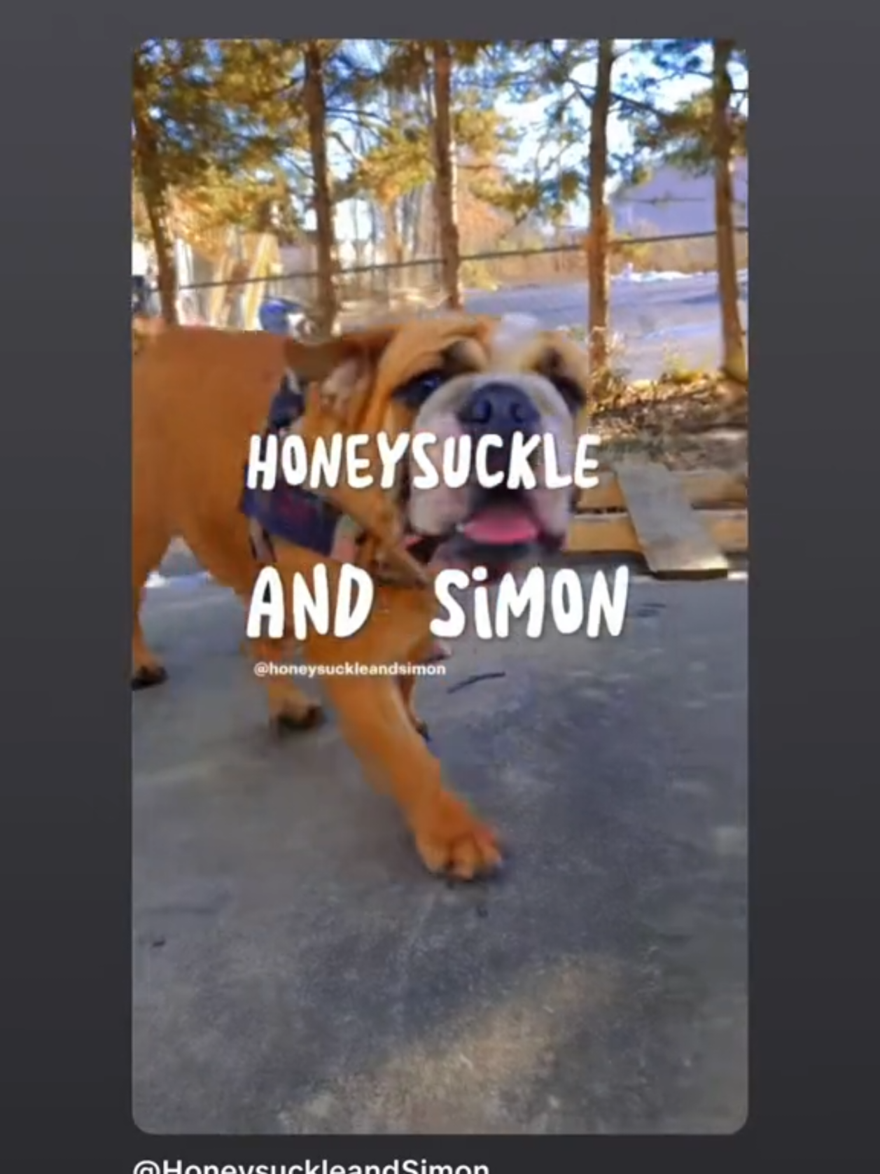 @HoneysuckleandSimon