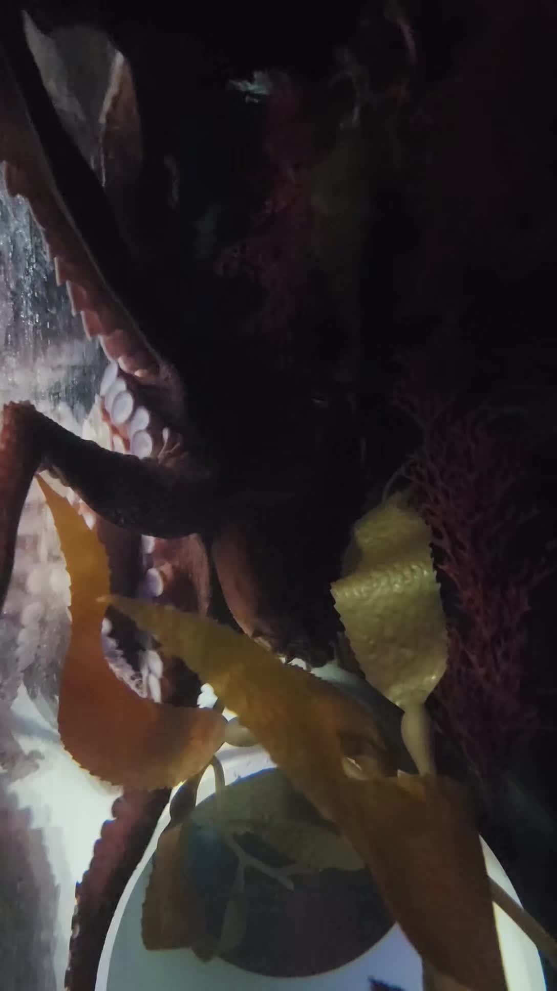 @Cuttle Aquarist