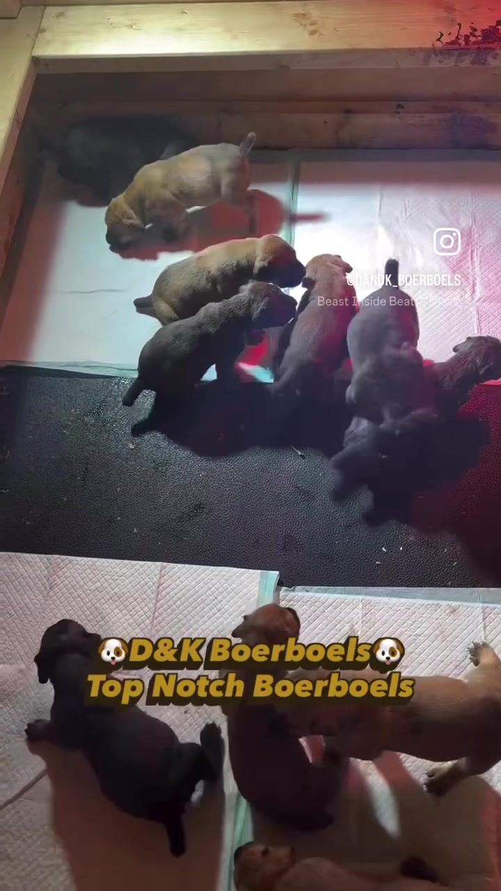 @D&K Boerboels