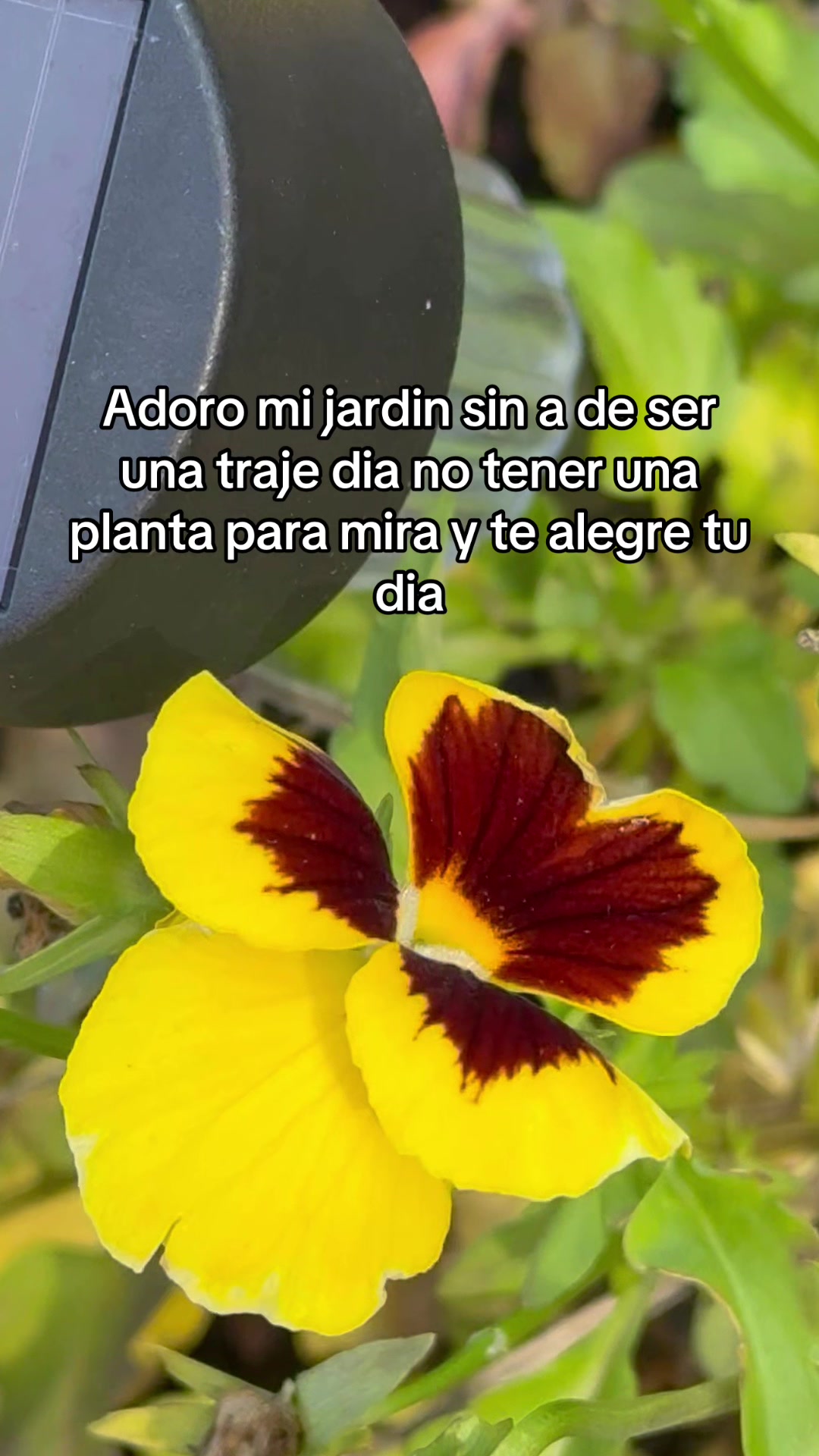 @Michoacanaallyzone