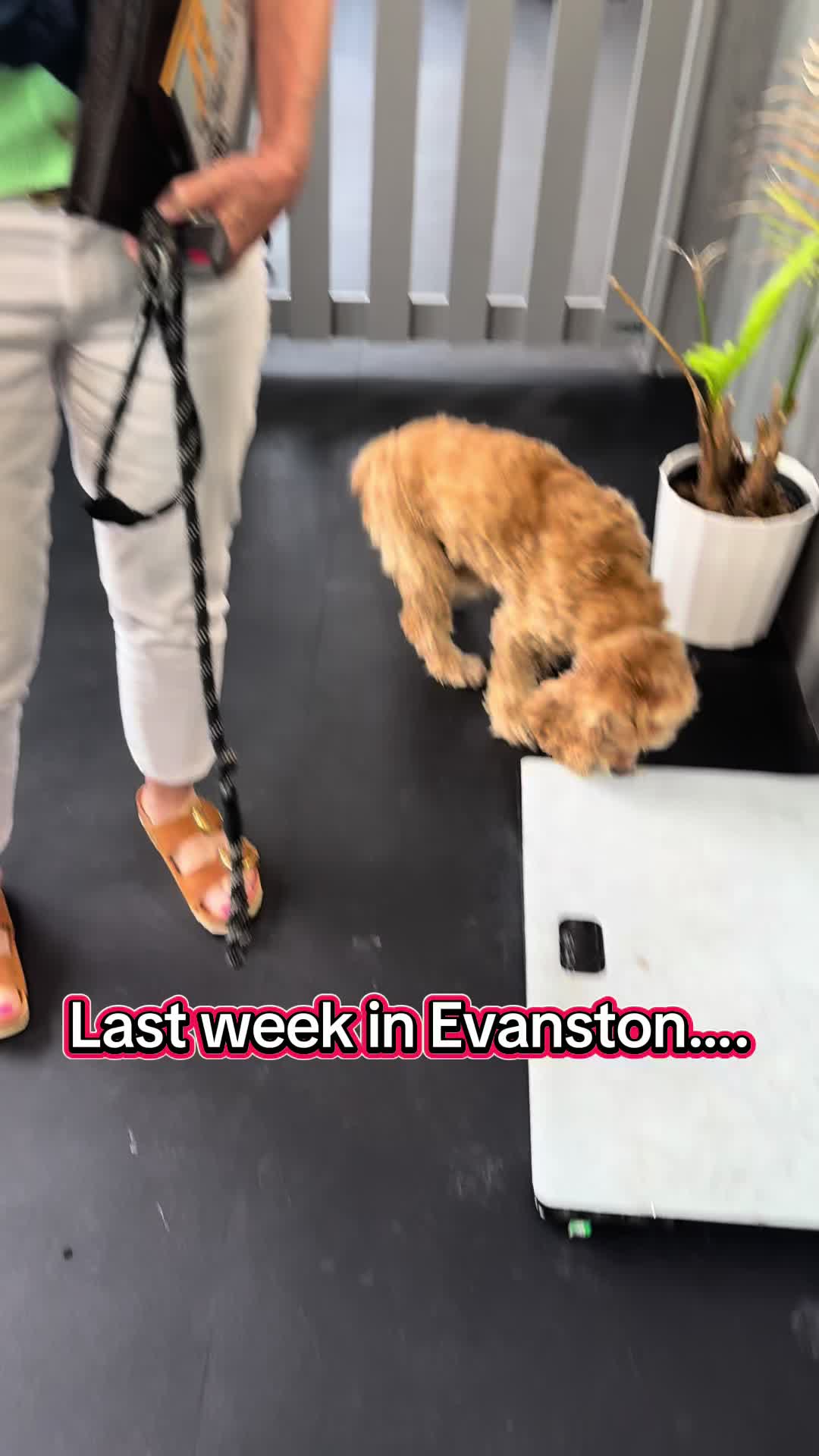 @ArfitDogRehabFitness