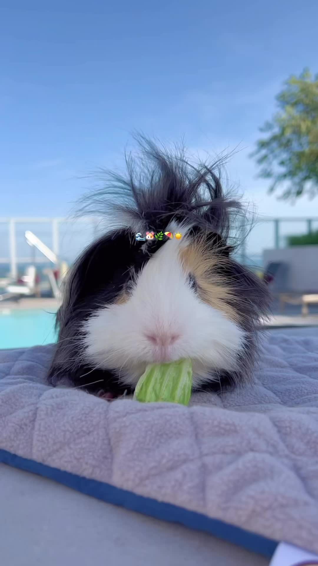 @pumpkin_panda_home