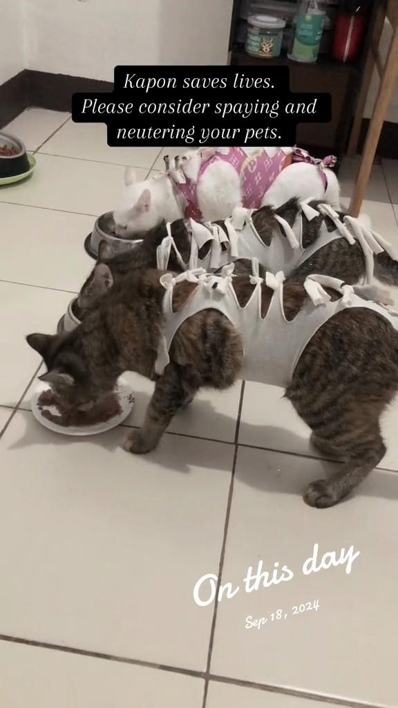 @17meows