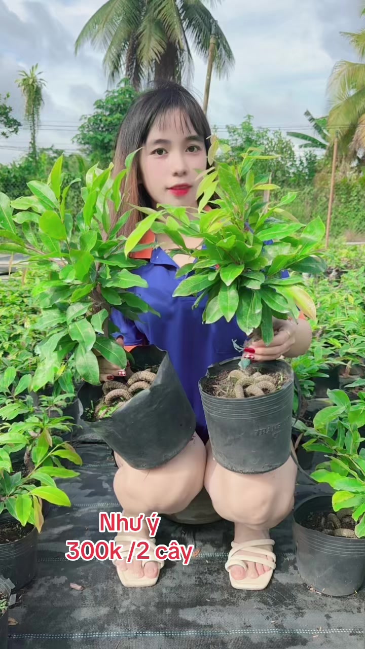 @Chichchoebong79