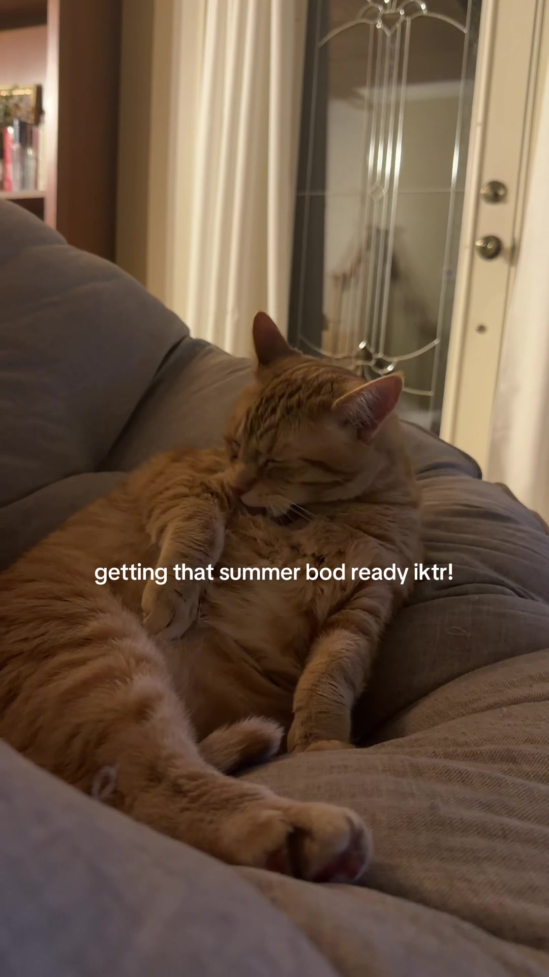 @bink the big orange cat