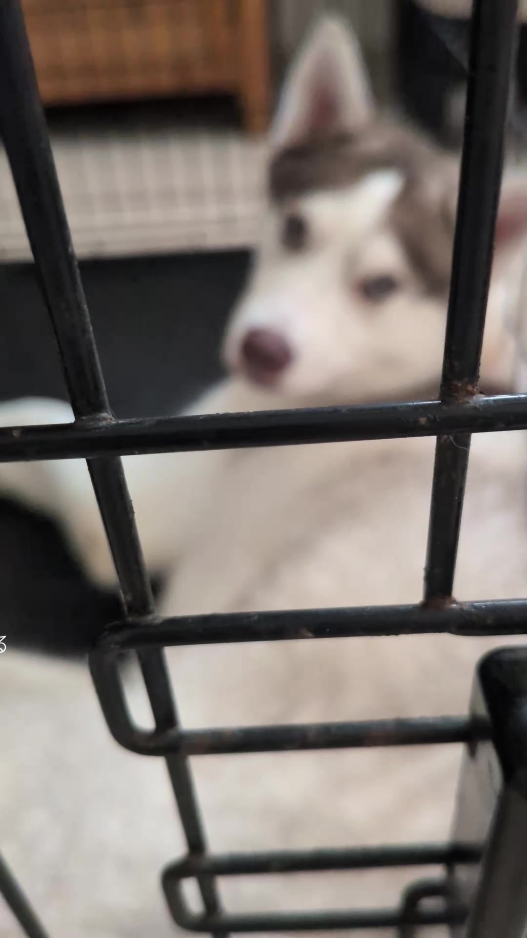 @大型犬3頭&小型老犬4頭多頭飼いの生活