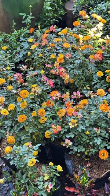 @BM-JOV GARDEN CENTER