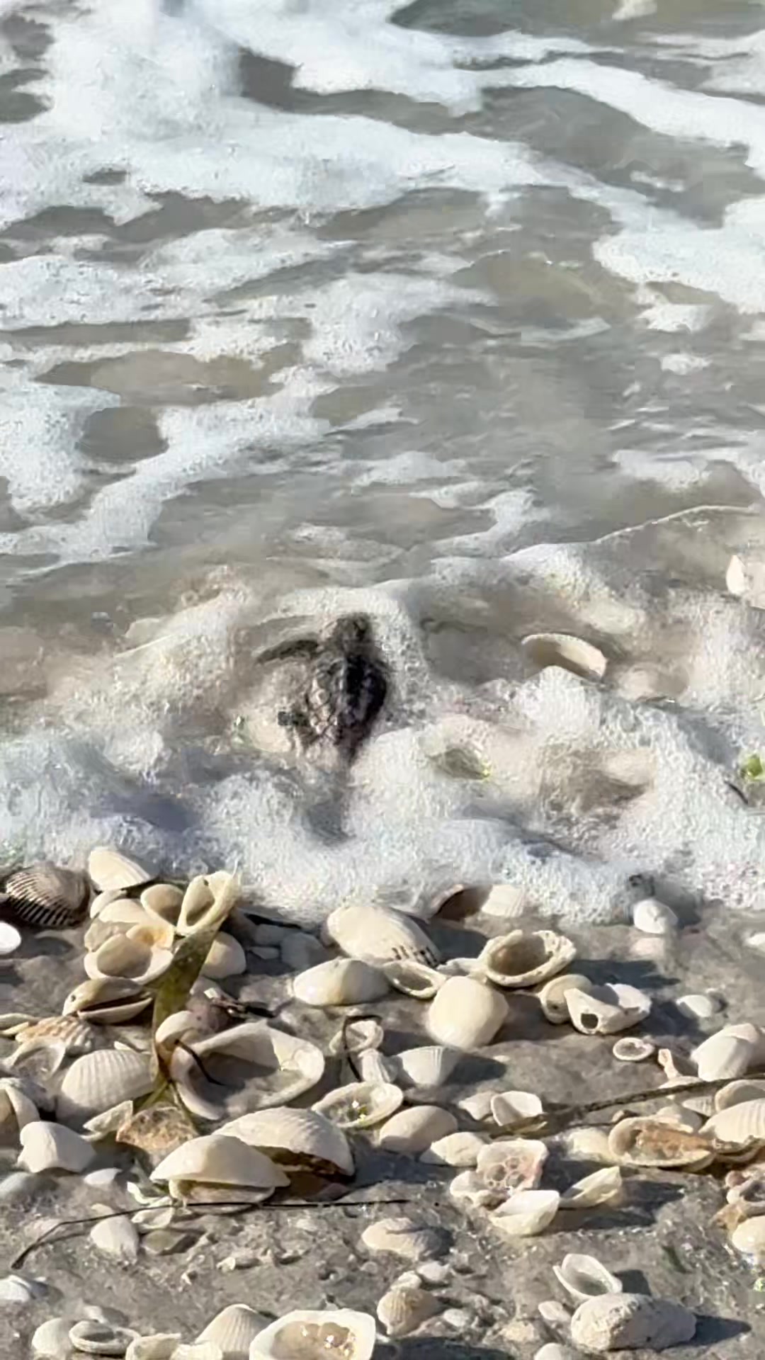 @Southwest Florida Shelling