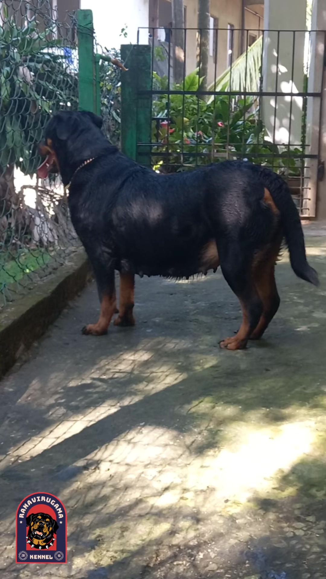 @Ranavirugama Kennel