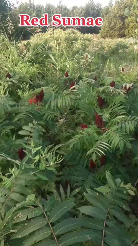 @gardening is Brutal.....