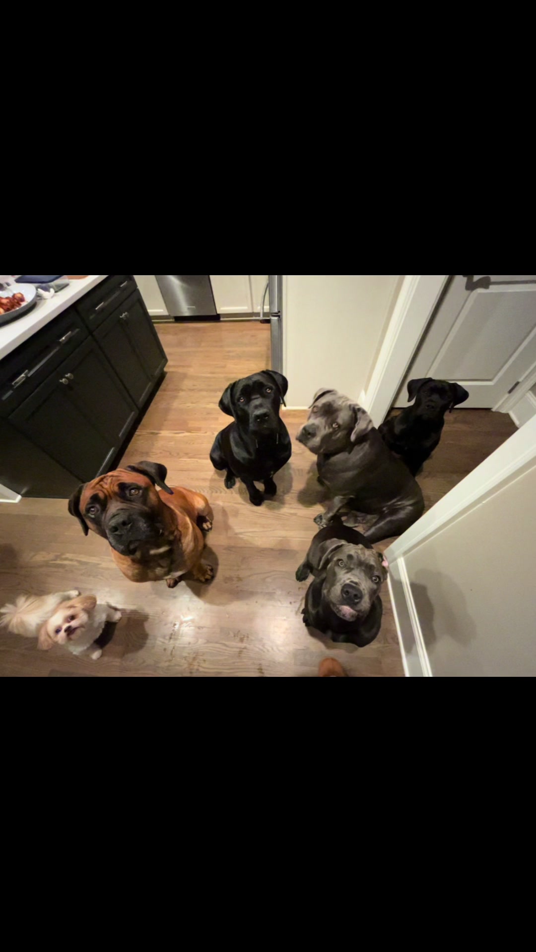 @Son of Atkin&rsquo;s Cane Corso