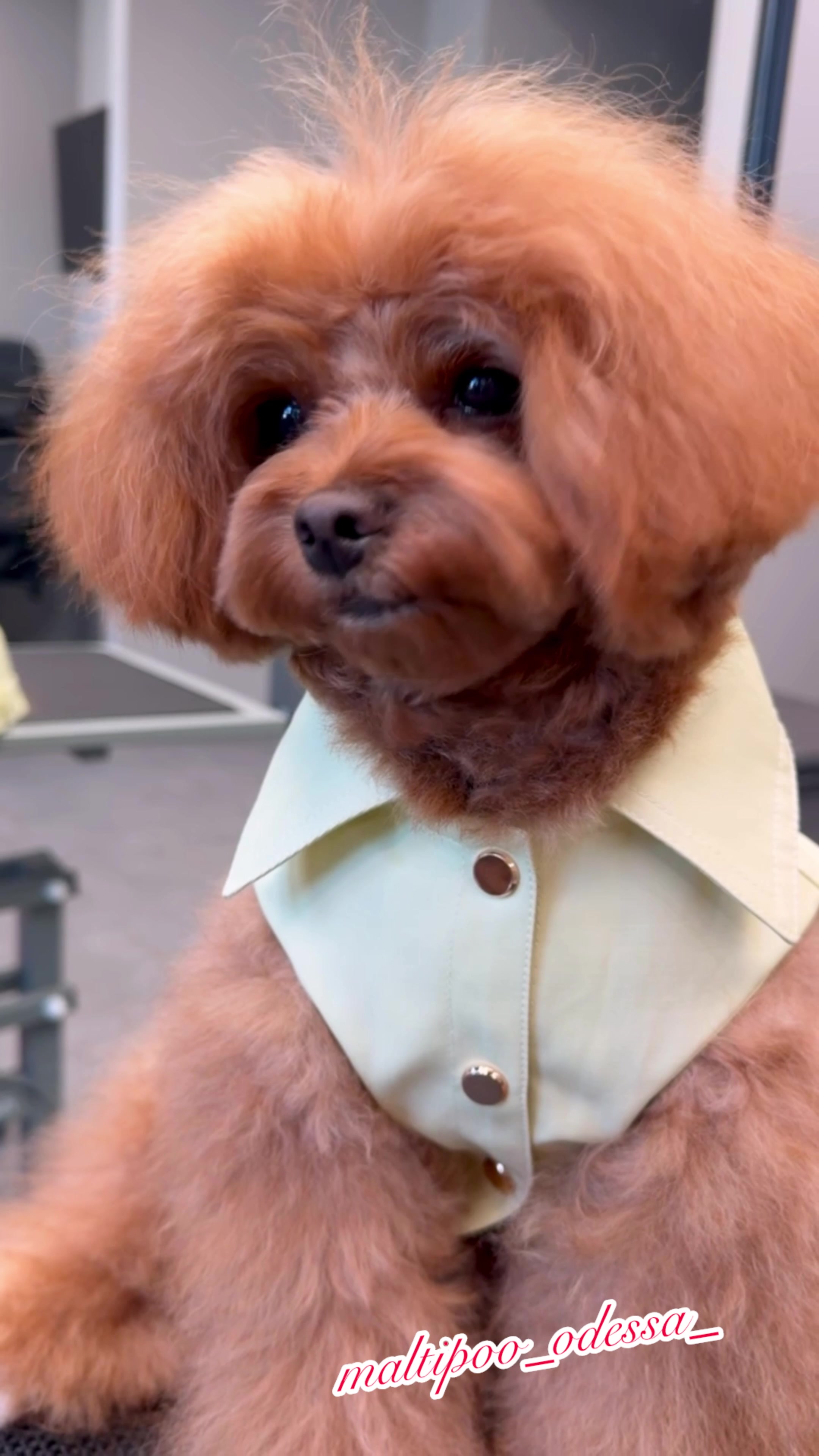 @maltipoo_odessa_
