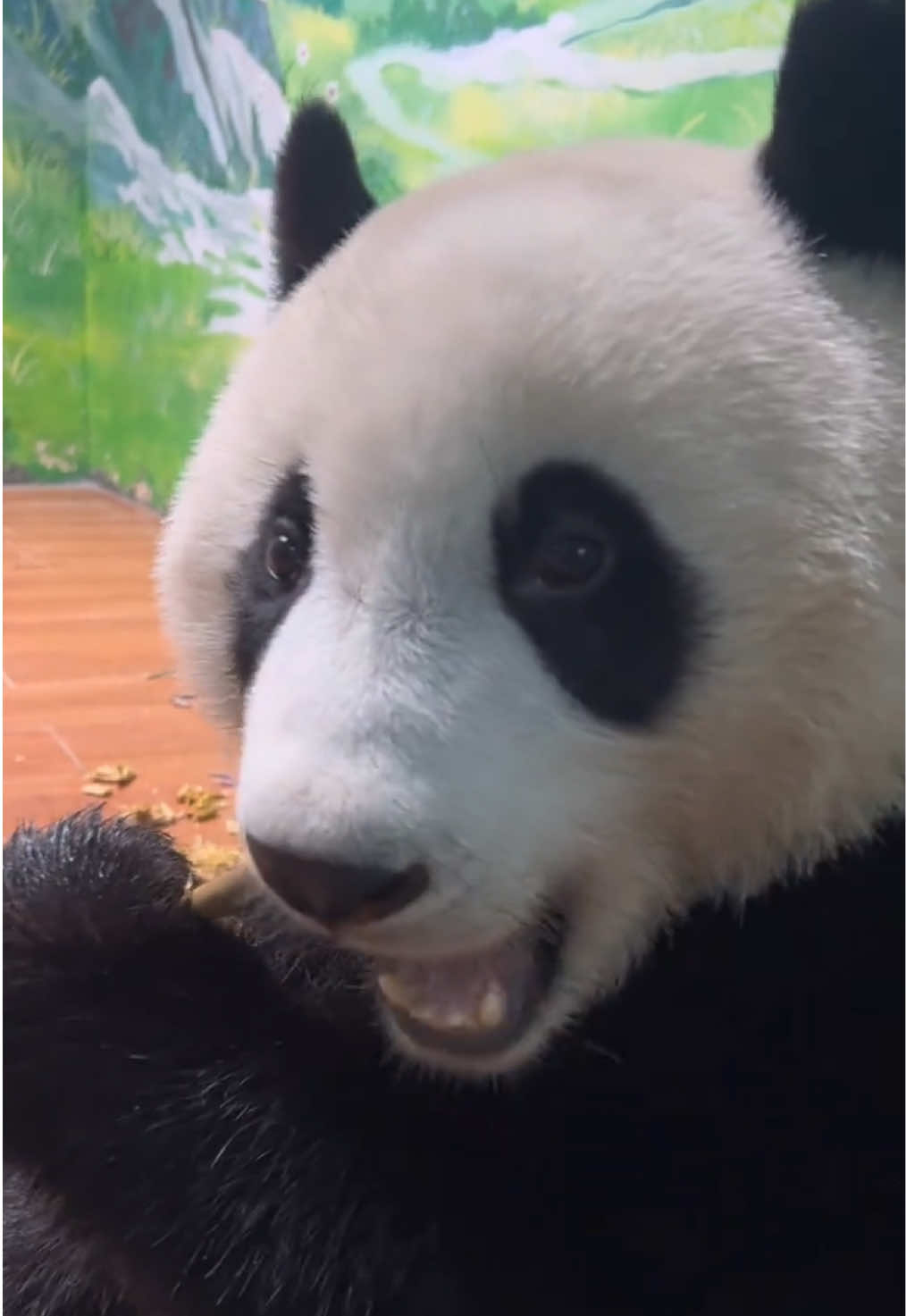 @熊猫妹珠🐼