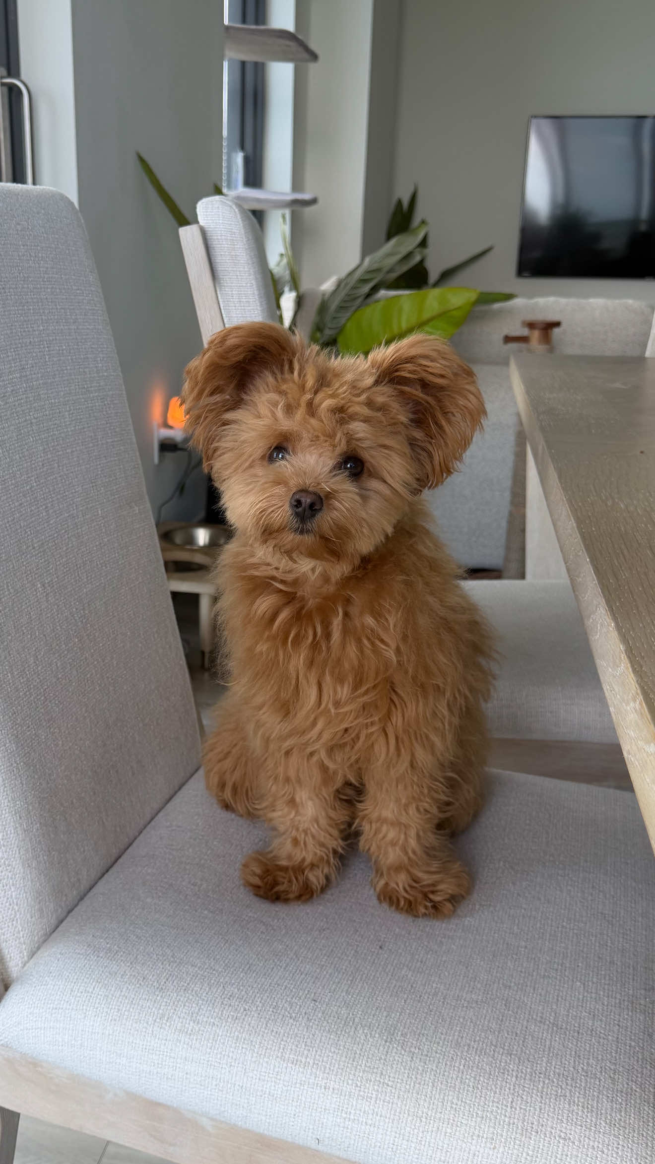 @Honey The Pomapoo 🧸