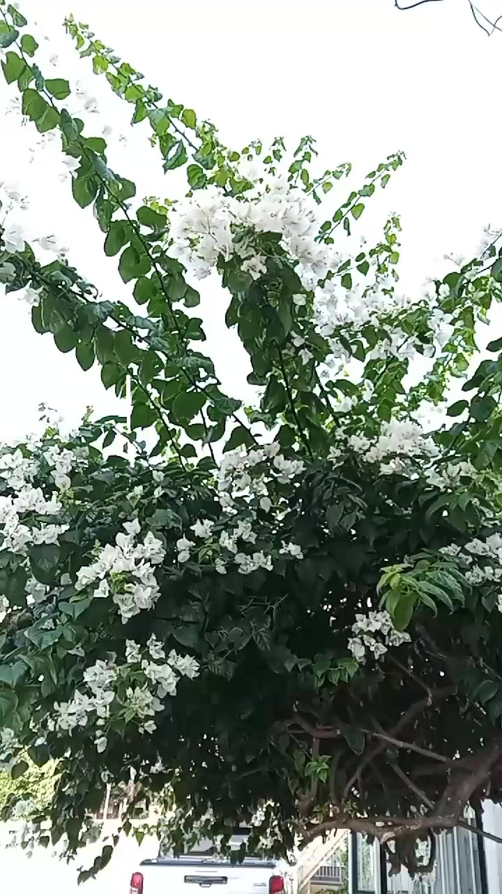 @Rolyn777