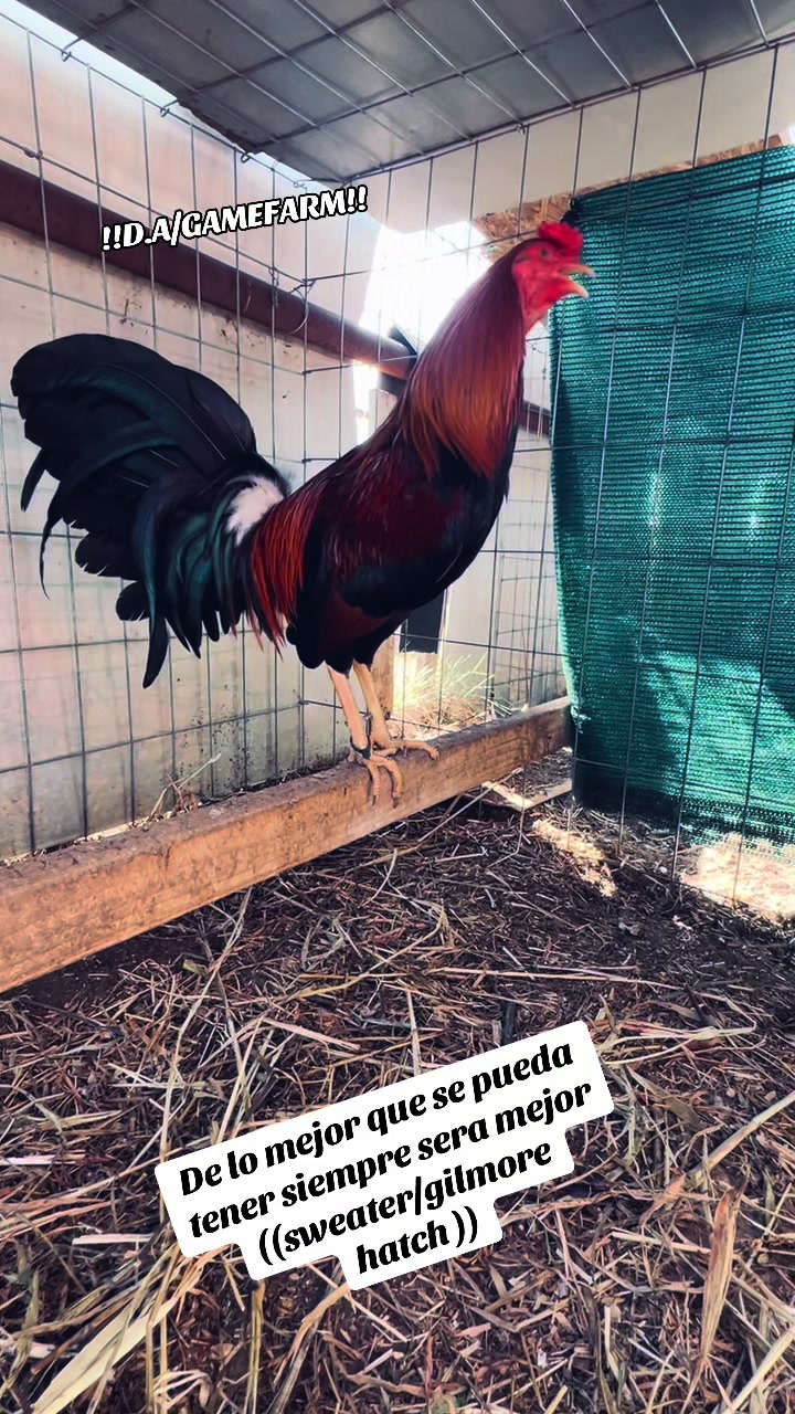 @DAgamefarm
