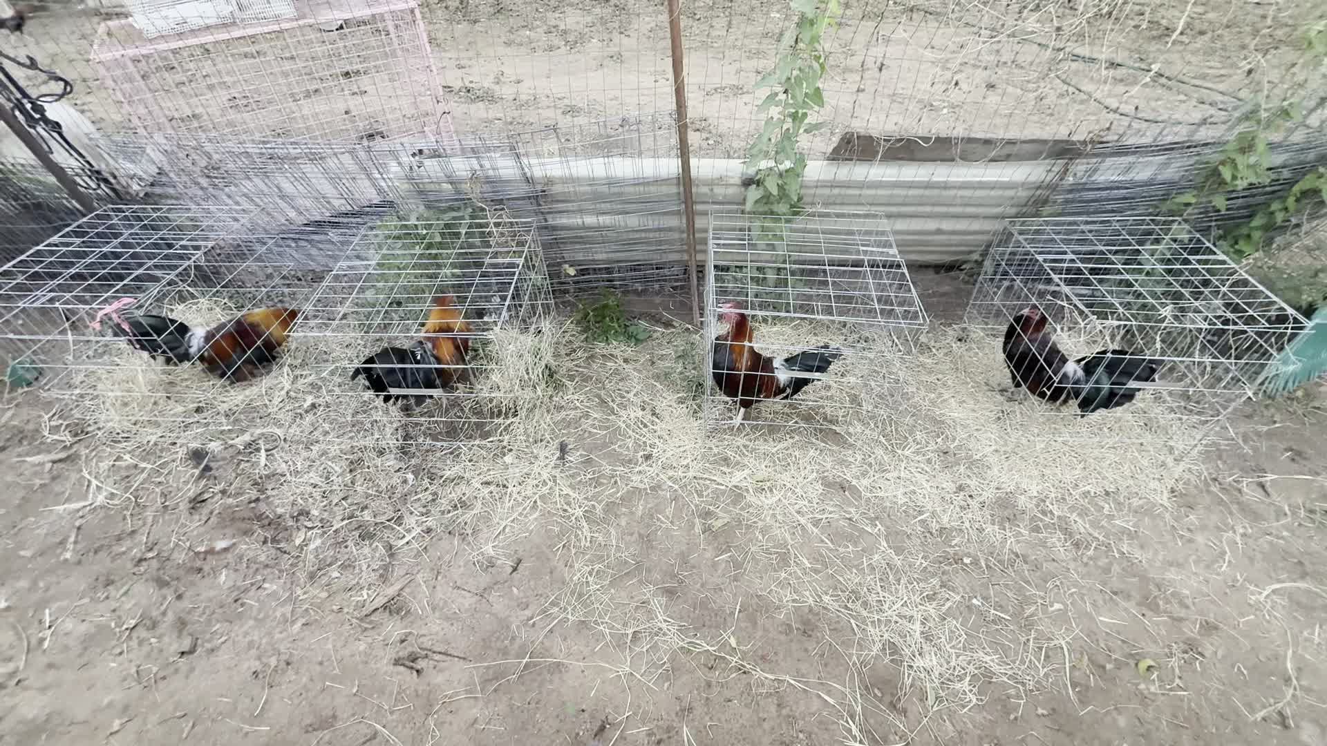 @ElPalmaritoGAMEFARM