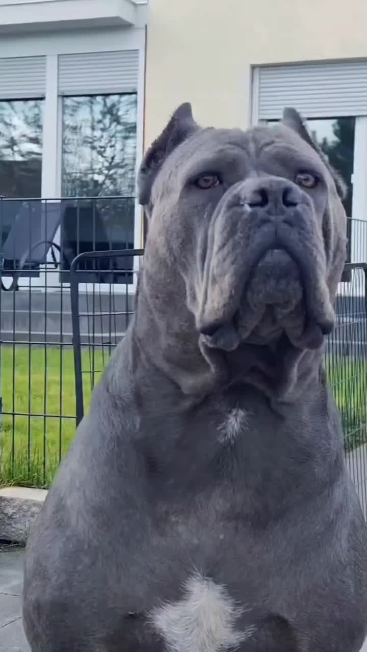 @Heart Land Cane Corso kennels