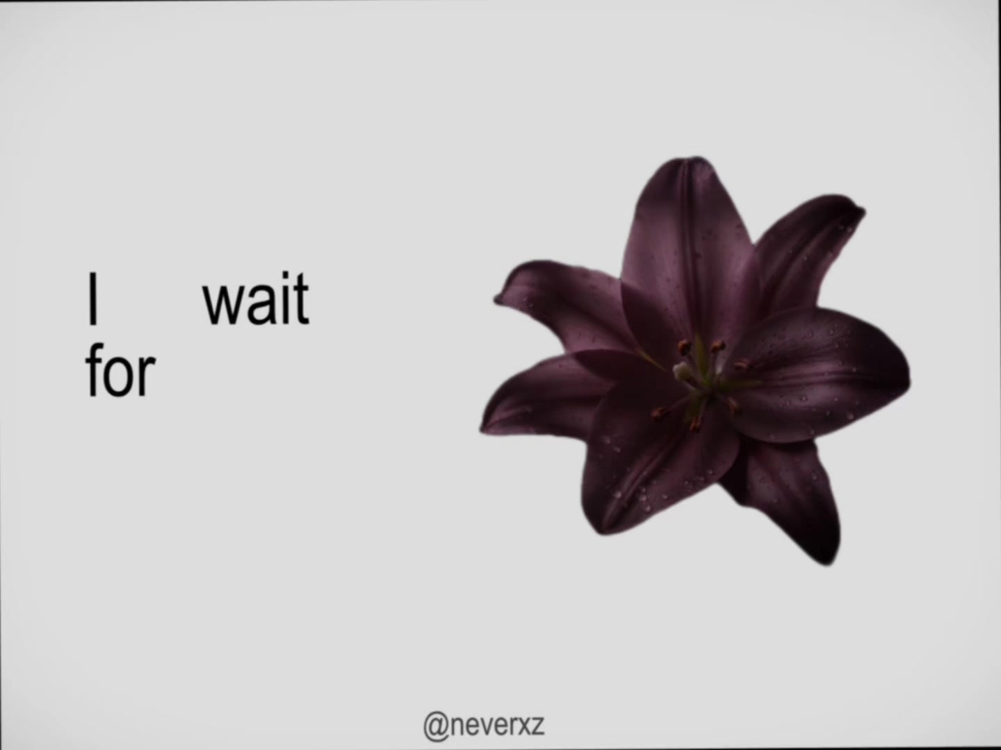 @neverxz._