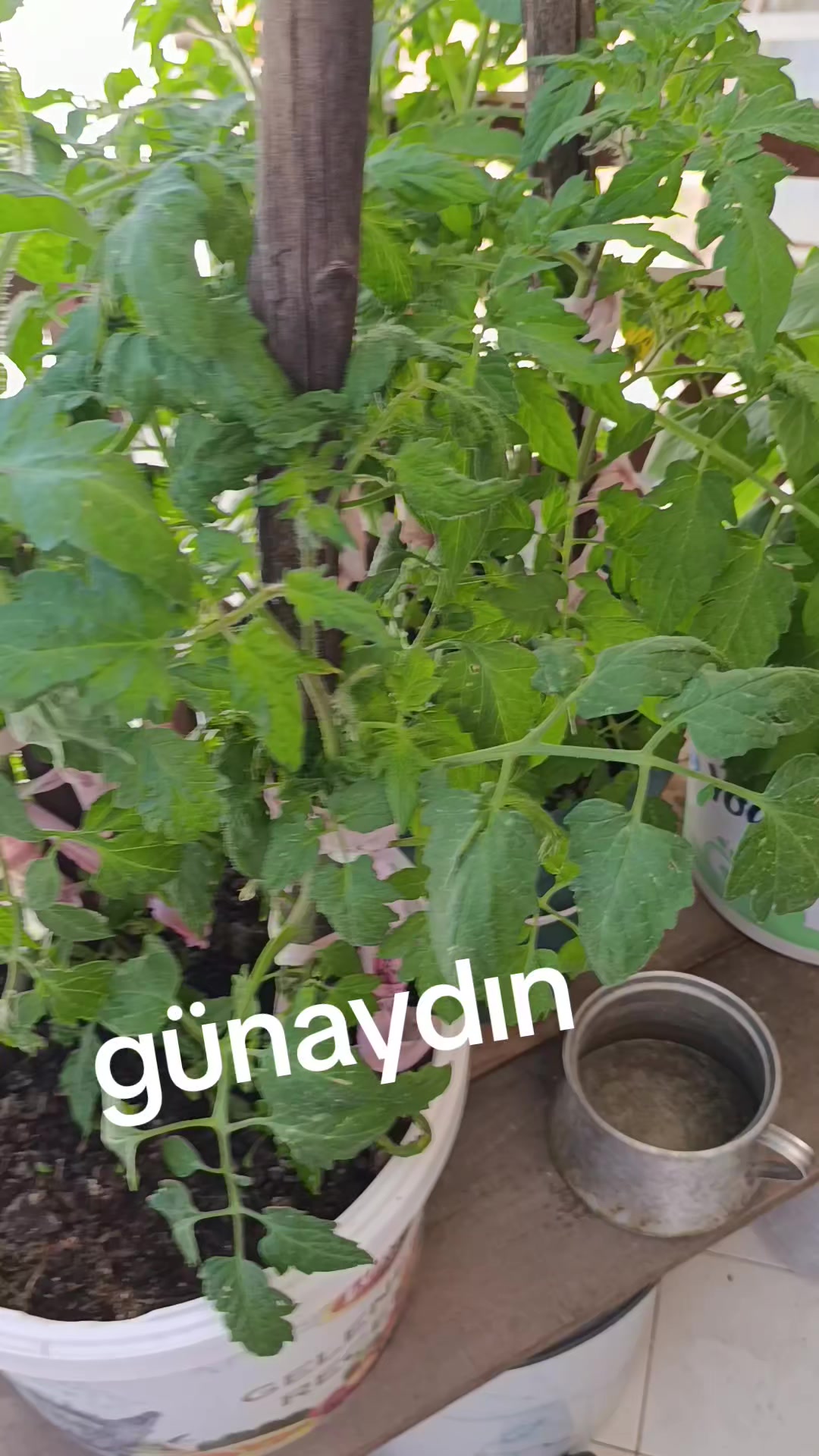 @zalimin kızı 06