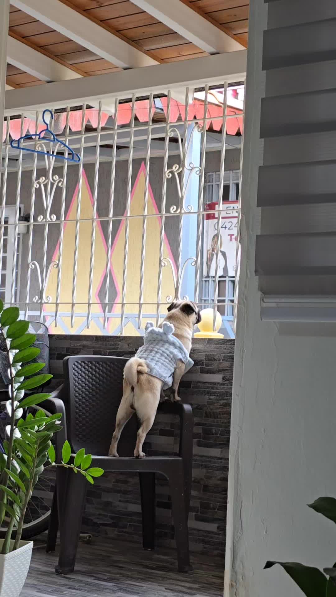 @Lizzylapug🐶🌸