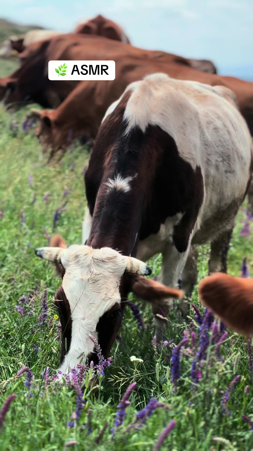 @HAKAN DOĞAN 🌾