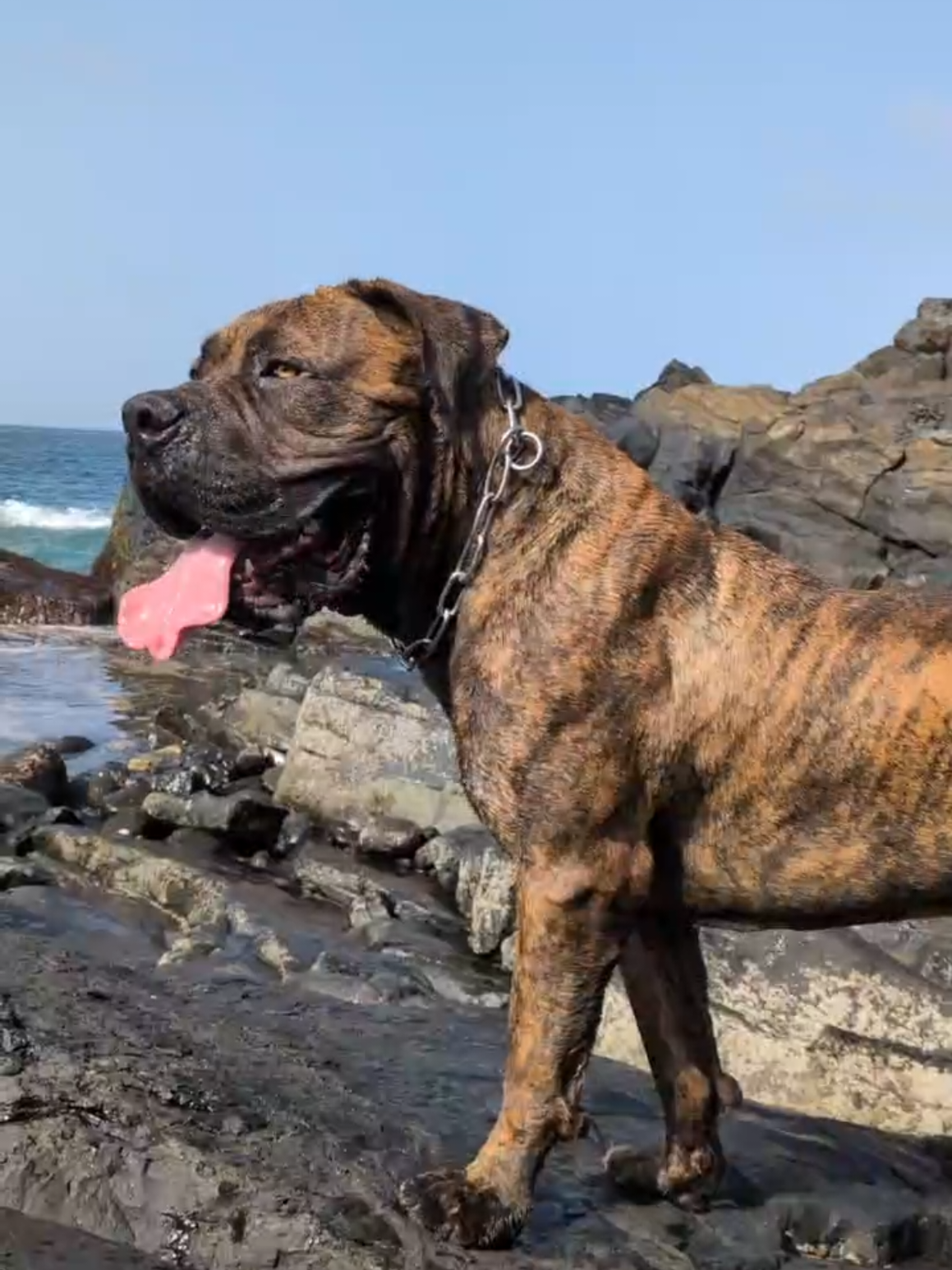 @Irie Boerboels Sn