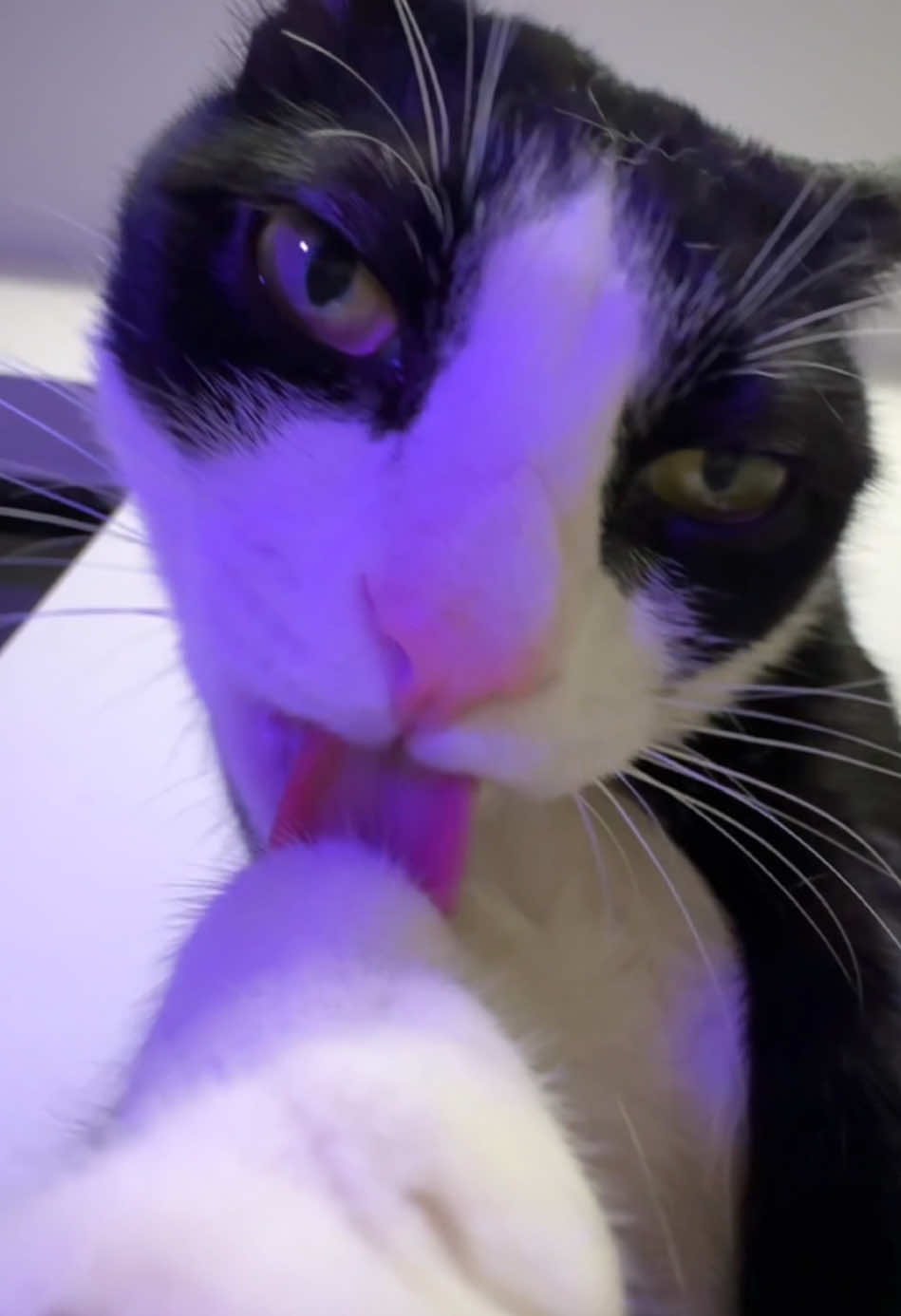 @Licking Cat