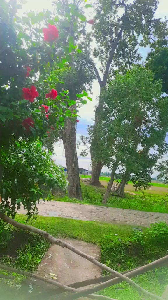 @Sita Devi BC🌼🌺
