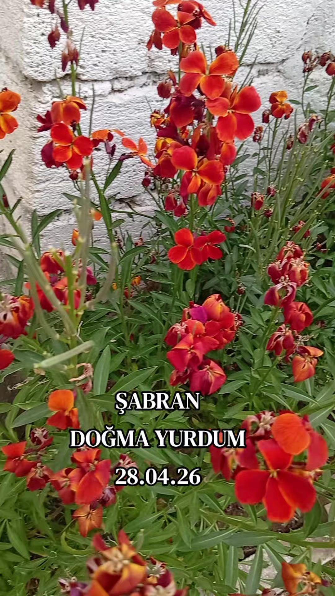 @@G&uuml;nay_Atayeva