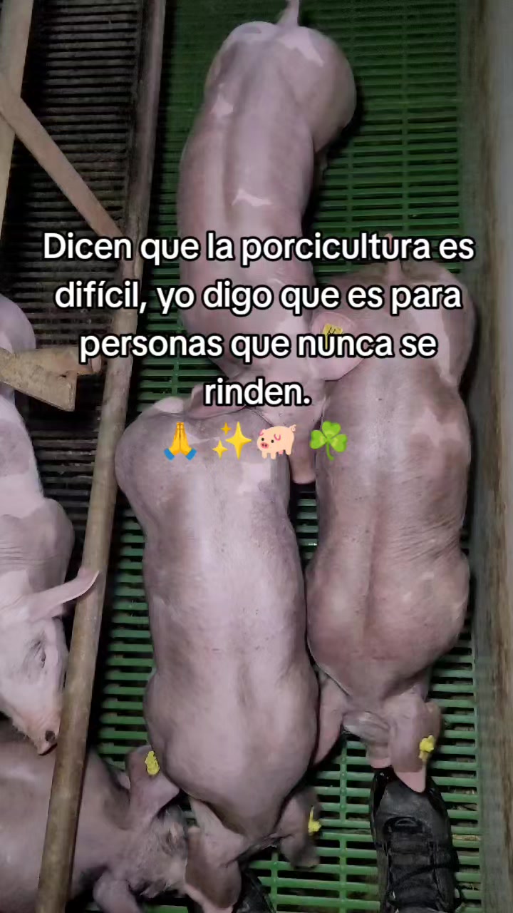 @Jean.Cisneros.Porcicultura