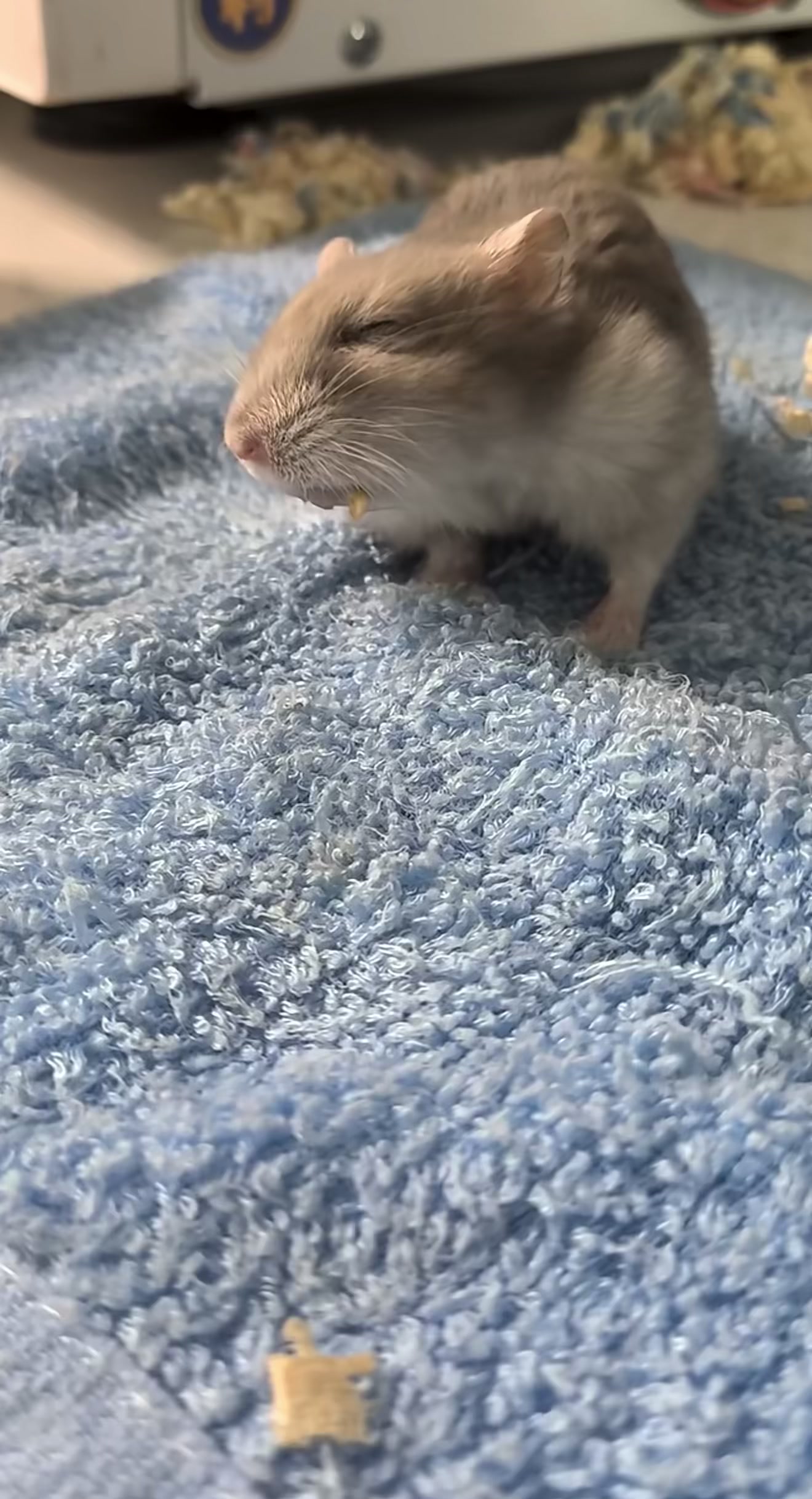 @chips.hamster