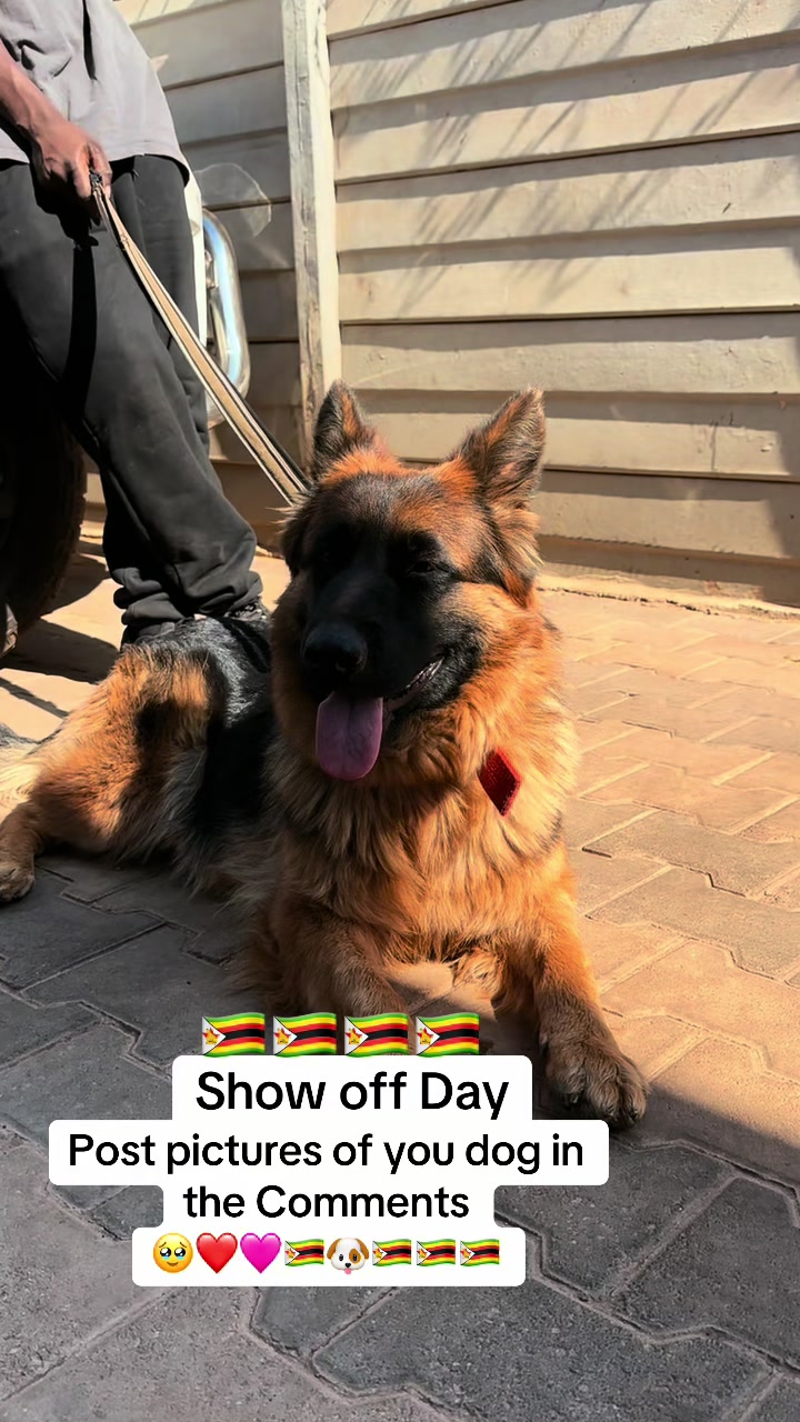 @DracularDogKennels🐶🇿🇼
