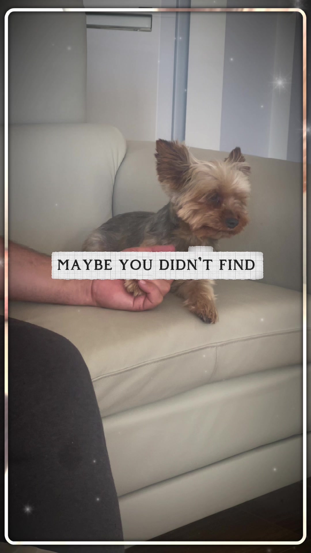 @Tinka the Yorkie