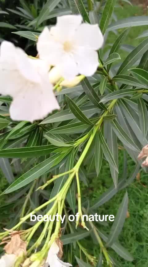 @iqra, Chaudhary