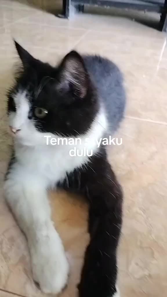 @Fitri