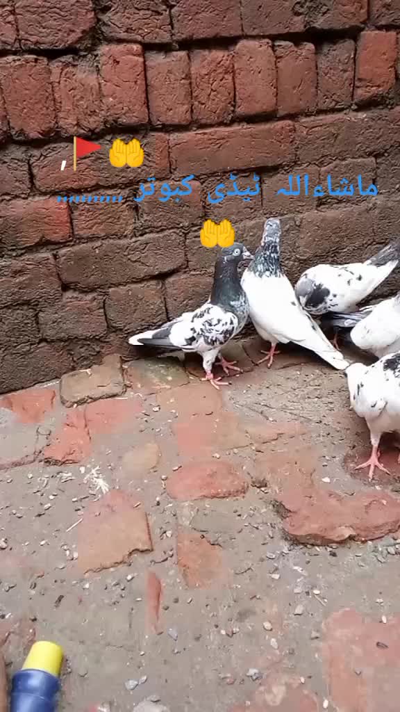 @Bilaa 016
