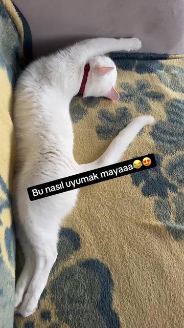 @Gülay cengiz