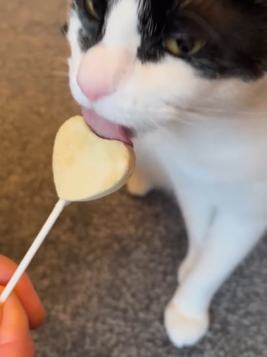 @Chonky World Of Cats
