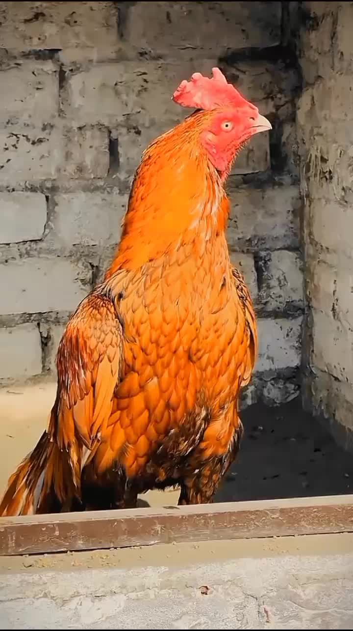 @شــوق 🔥