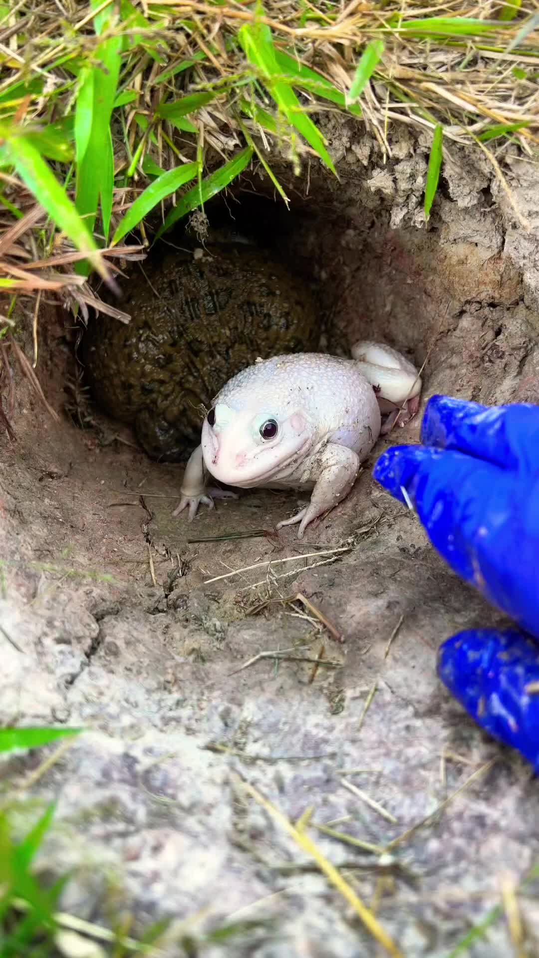 @frog official