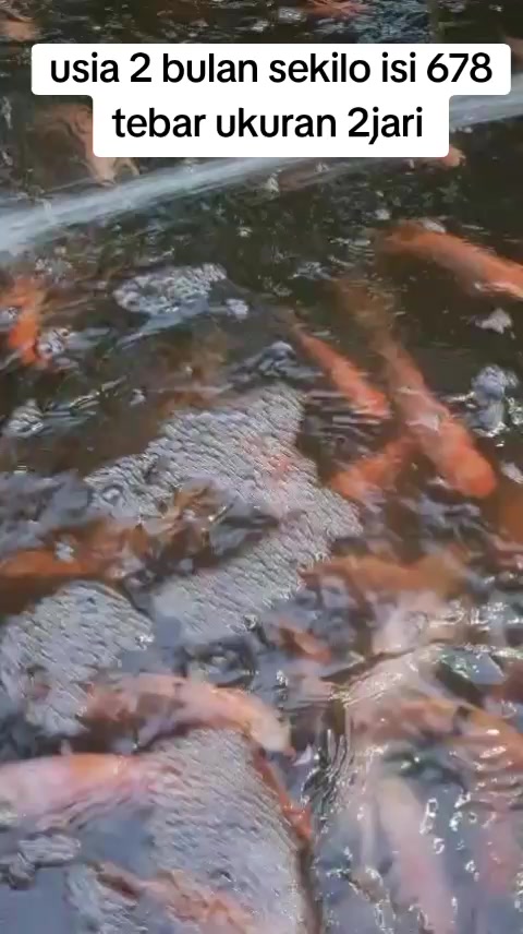 @afdhal koi farm